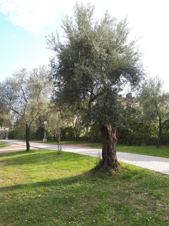 Maslina 3*