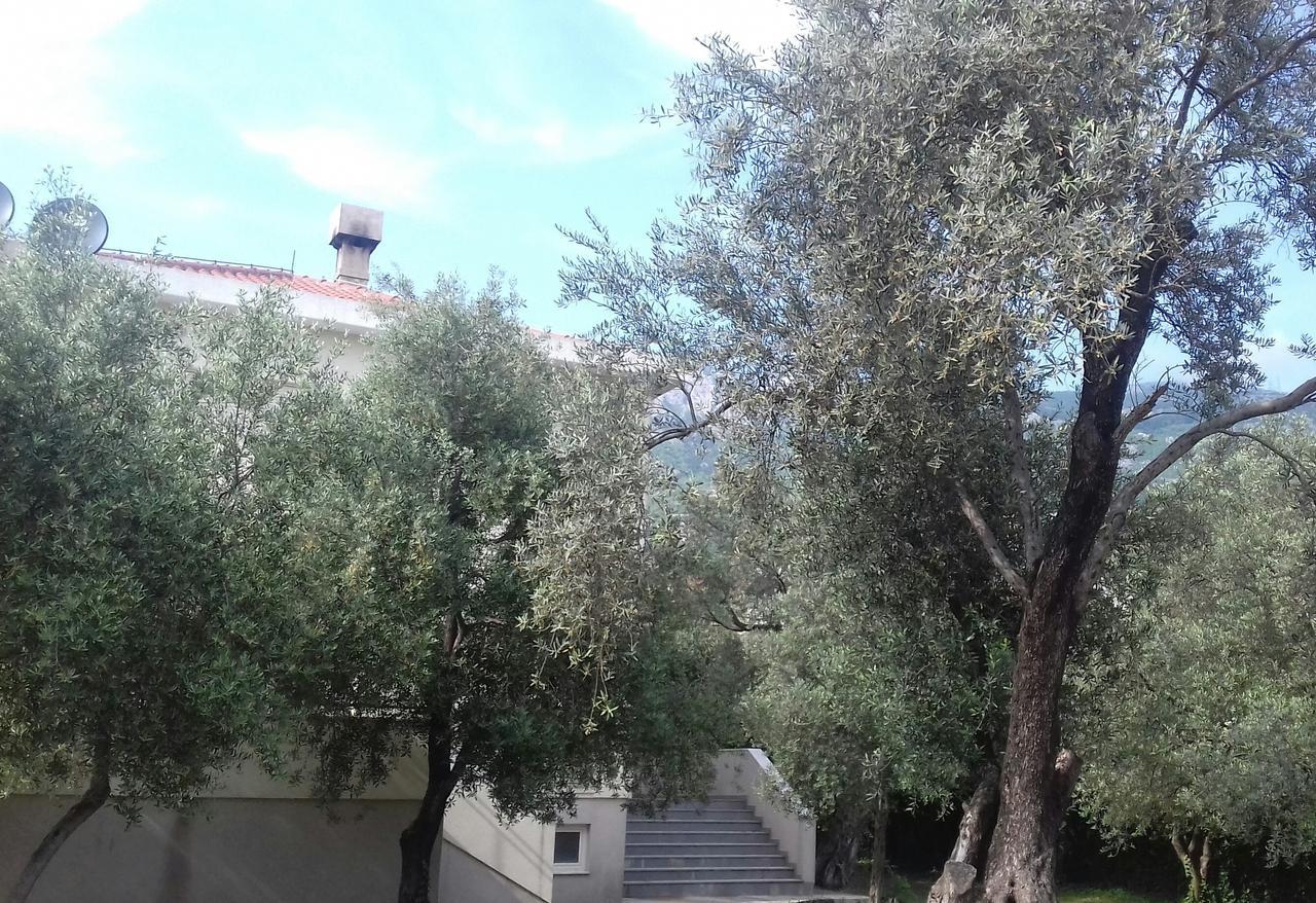 Guest house Maslina Budva